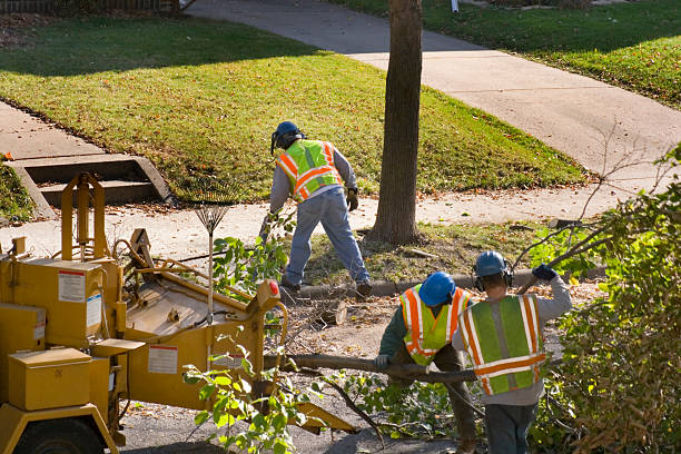 Best Stump Grinding Near Me  in Fifth Ward, LA